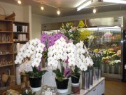 「花くらぶ」　（北海道旭川市）の花屋店舗写真2